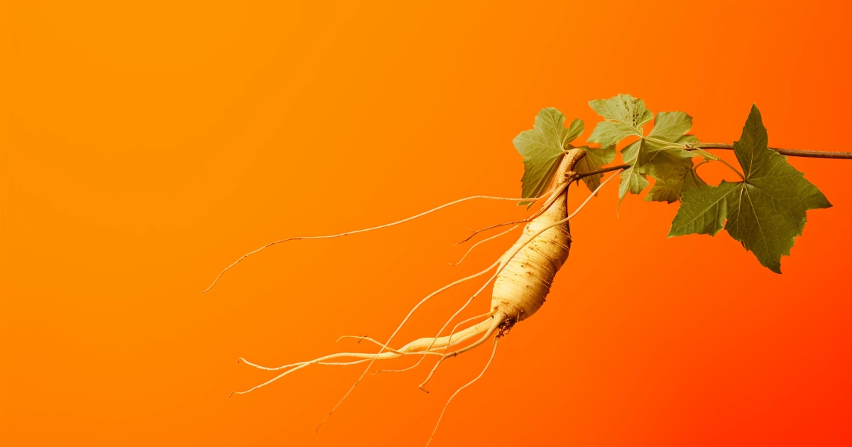 © History Oasis Ginseng Orange
