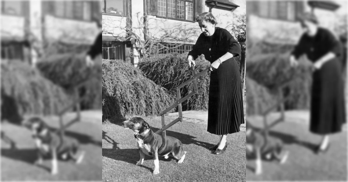 Dog Restraining Device