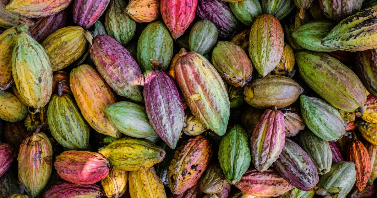 The Lindt Cocoa Foundation