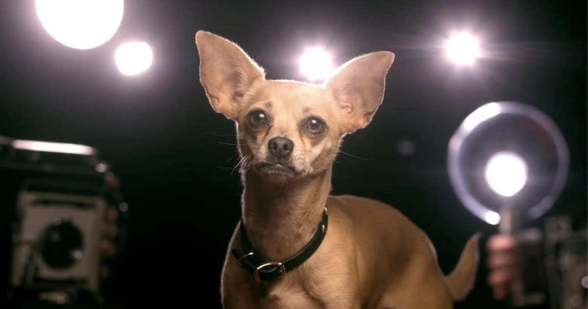 Taco Bell GIDGET THE TACO BELL CHIHUAHUA
