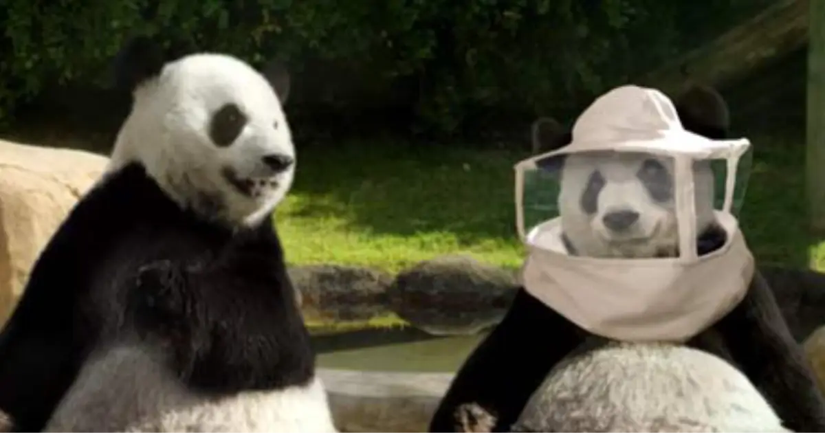 Panda Express TOM TOM AND EDDIE Panda Express